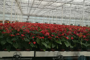 基泰園林公司隨同涇河新城管委會一行考察河南省許昌市鄢陵縣農(nóng)業(yè)項目