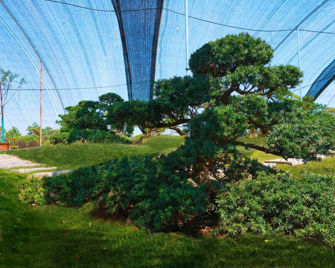 花言樹語 | 枷羅木